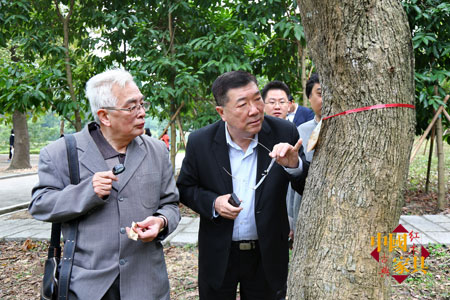 1本文作者在中山树木园考察